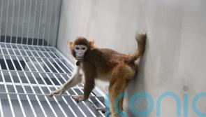 Scientists in China report cloned rhesus monkey has survived for two years