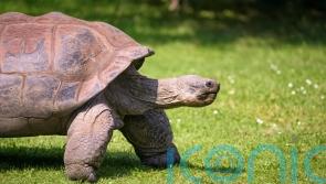 Police investigate discovery of seven dead tortoises in woodland
