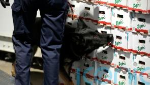 Belgian customs seize record amount of cocaine as EU faces drug violence rise
