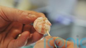 Retailers have ‘moral responsibility’ to act on scampi fishing, say campaigners