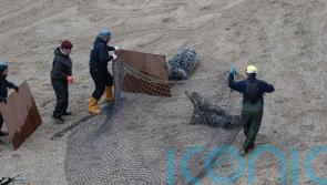 Seal has plastic ring removed from its neck after six years of tracking