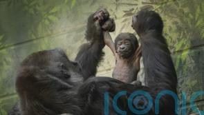 London Zoo celebrates birth of critically endangered baby gorilla