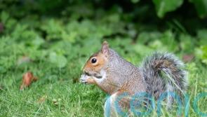 Grey squirrels sapping efforts to combat climate change, Parliament told