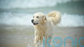 Tougher sentences for pet abduction backed by the House of Commons