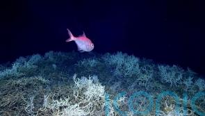 Largest deep-sea coral reef to date mapped by scientists off US Atlantic coast