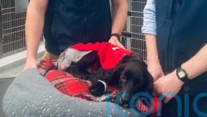 Six-legged dog has her extra limbs removed