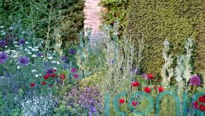 What is a low-carbon garden and how do you achieve it?
