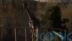 Benito the giraffe leaves extreme weather at Mexico’s border after campaign