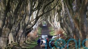 Trees made famous by Game Of Thrones felled by Storm Isha