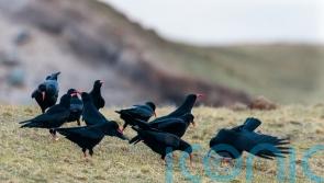 Extra effort needed to save critically endangered chough, say experts