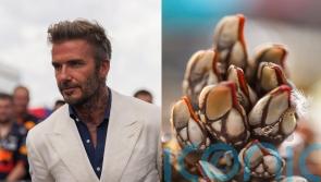 David Beckham tucks into alien-looking percebes in Spain – what are they?