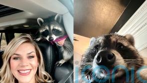 Mum-of-five adopts orphaned raccoon who loves ‘snuggling’, sitting in shopping trolleys and eating rotisserie chicken