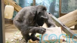 Delilah, the oldest gorilla in the UK, dies at Belfast Zoo