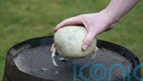 Rules against exporting haggis to US a ‘scandal’, MP tells Commons