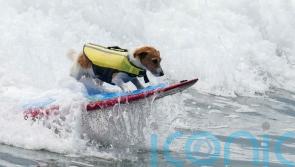 Meet Efruz, the Jack Russell terrier who loves to surf the waves of Peru