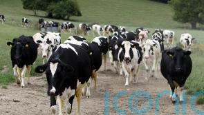 United Kingdom puts trade talks with Canada on pause over cheese and beef row