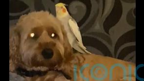 Parrot reunites with ‘love of his life’ family dog after disappearing in storm