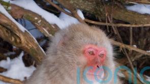 Monkey on the loose after escaping from Scottish wildlife park