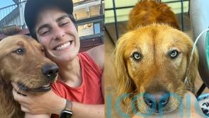 ‘I felt helpless before I taught my dog how to talk with buttons – now we can interact with each other more as equals’