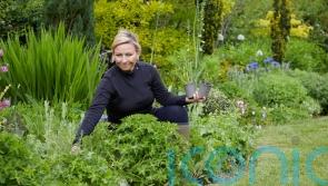 How to create a beautiful garden without spending a fortune
