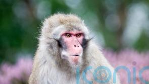 Escaped monkey sighted as thermal imaging drones used in hunt