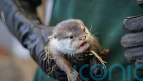 Woburn Safari Park welcomes first pup of vulnerable otter species