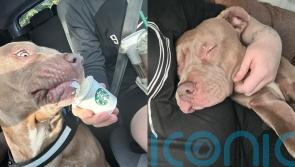 XL bully owners say dogs are ‘gentle giants’ on eve of ban on breed