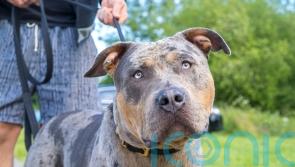 Illegal XL bullies may be put down if owners are non-compliant, police head says