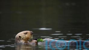 Hungry sea otters help save California’s marshlands from erosion