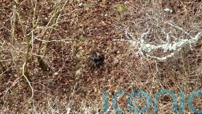 Improved weather allows drone to resume search for missing monkey