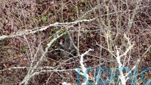 Escaped monkey caught after stopping to eat at bird feeder in garden