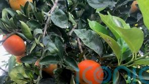 Supermarket launches new hybrid fruit in response to drop in satsuma production
