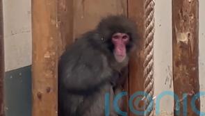 Monkey settling back into life at wildlife park after five-day escape