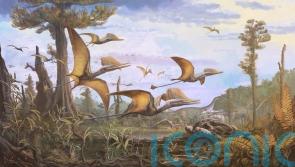 New species of pterosaur discovered on Isle of Skye