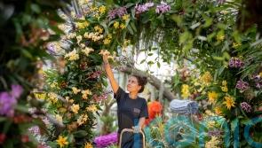 10 things you didn’t know about orchids