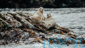 Volunteers needed to become ‘seal sitters’ and keep an eye on young seal pups