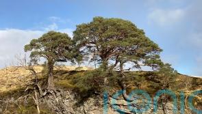 Project aims to find and save Scotland’s ‘lost’ ancient pinewoods