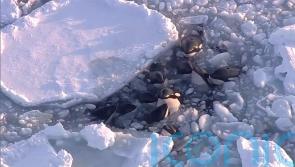 Pod of killer whales trapped in drift ice off northern Japan ‘escapes safely’