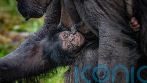 Chester Zoo celebrates birth of rare chimpanzee