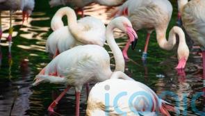 Berlin Zoo mourns oldest resident Ingo the Flamingo