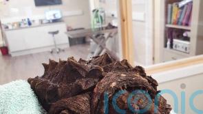 ‘Invasive’ alligator snapping turtle found in Cumbria and named Fluffy by vets