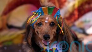 Dogs in costumes parade in Rio de Janeiro as pet lovers kick off Carnival