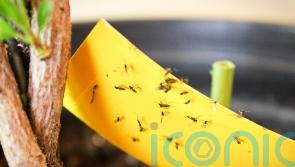 5 common houseplant pests – and how you can tackle them