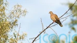 Migratory species face rising extinction risk from human activity – UN report