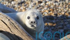 Grey seal colony makes its home at former Cold War weapons testing site