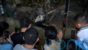 Man banned from panda park for life for throwing ‘objects’ into enclosure
