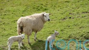 Badgers not to blame for killing lambs on farms, research suggests