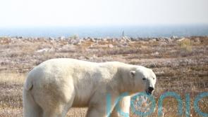 Polar bears face starvation risk in longer ice-free periods in Arctic – study