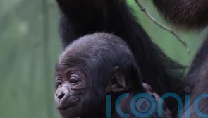 London Zoo ‘over the moon’ to welcome second critically endangered baby gorilla