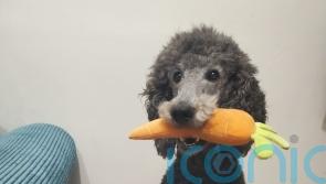 Poodle to be third-time dad on Valentine’s Day after unsuccessful love life